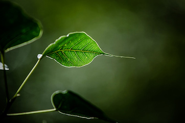 Hoja Árbol Bodhi. Foto: Luis Jiménez Chargoy