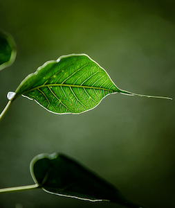 Hoja de Árbol Bodhi. Foto: Luis Jiménez Chargoy