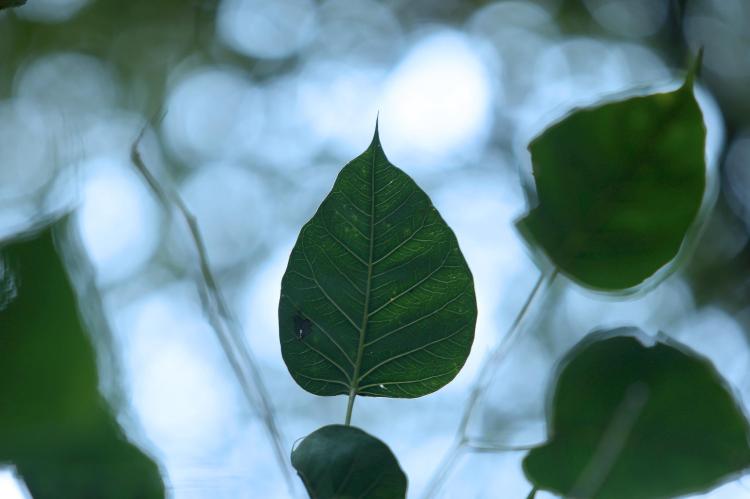 Hoja de árbol Bodhi. Foto: Luis Jiménez Chargoy