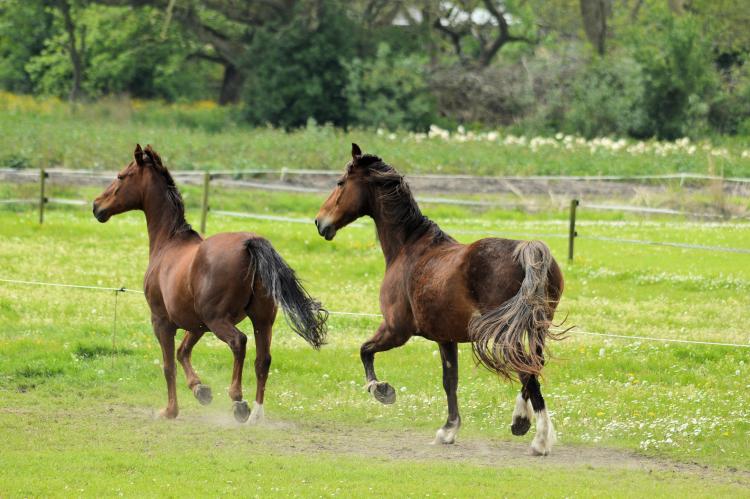 Caballos corriendo. Foto: Dominio Público