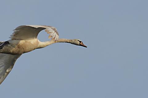 Cisne volando. Foto: Dominio Público